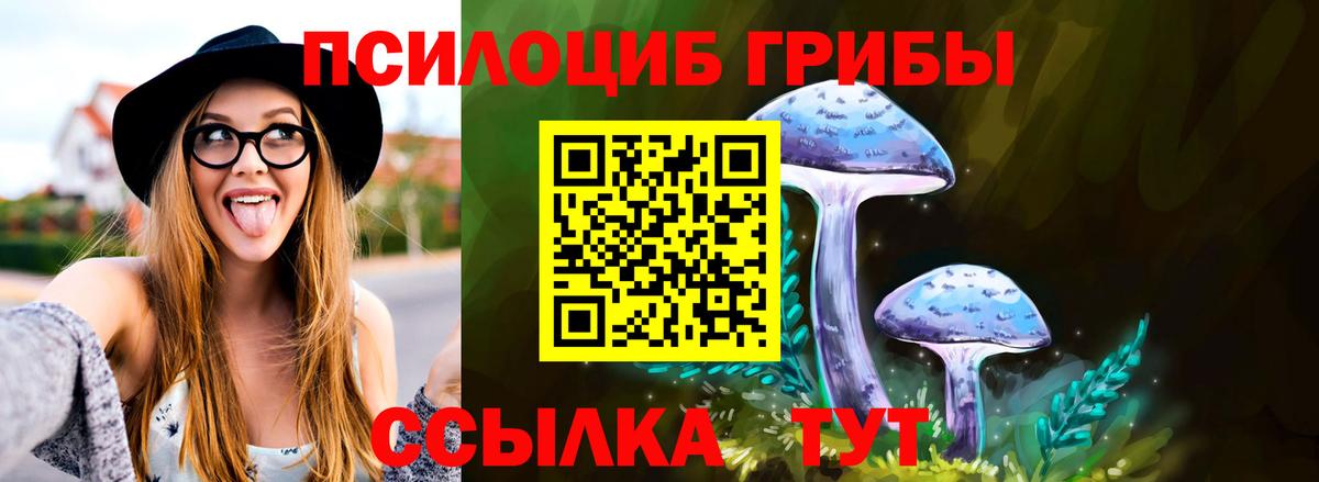 Псилоцибиновые грибы Psilocybe Чернушка
